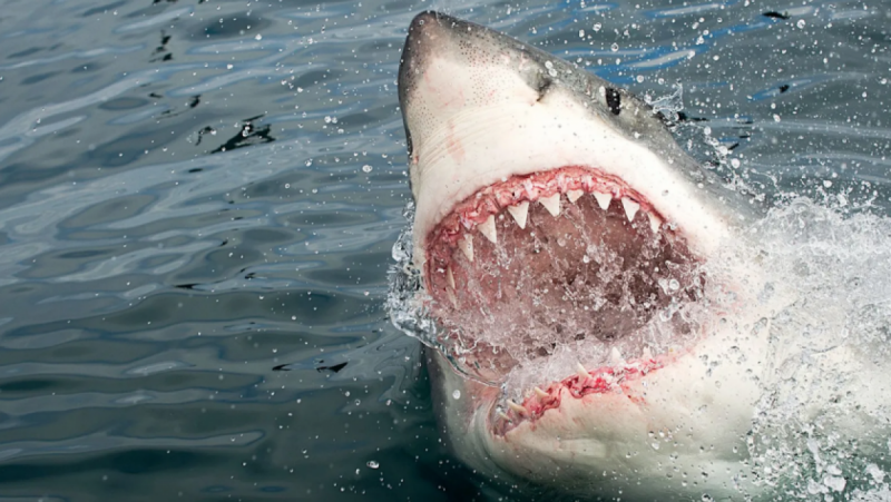 Акула е нападнала и убила човек докато е плувал в