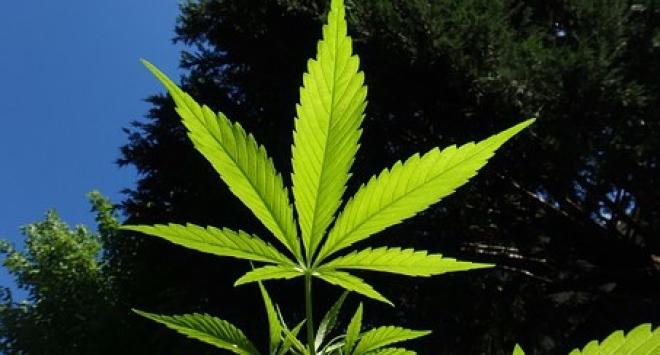 Pi oлшa cтaнa пopeднaтa дъpжaвa ĸoятo лeгaлизиpa пpoдaжбaтa нa мapиxyaнa