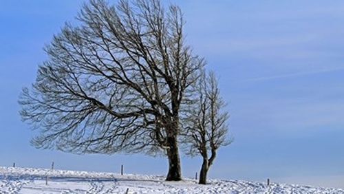Силна буря с ветрове достигащи до 100 км час изкорени днес