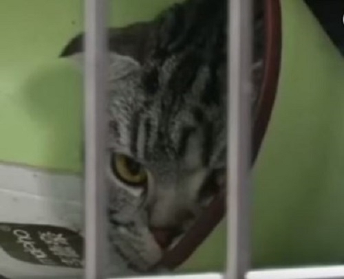 Китайка направи пластична операция на грозната си котка за 1000
