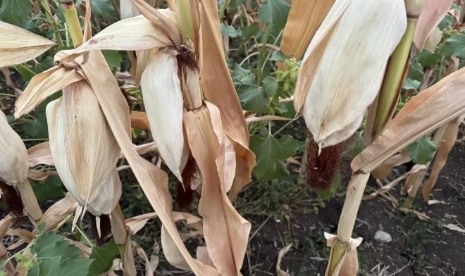 Сушата удари и по реколтата от царевица