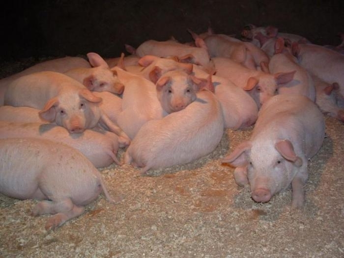 Жителите на Дунавци за пореден път се вдигат на бунт