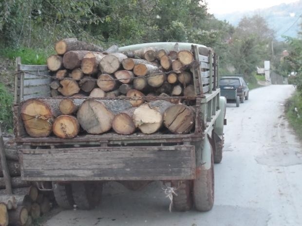 Полицията е хванала бракониер на дърва при спецакция във Врачанско