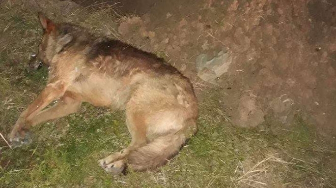 Жена от Видинско вдигна накрак полицията заради мъртви кучета Жителка