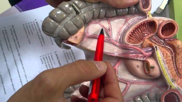 Американски лекари откриха нов орган в човешкото тяло интерстициум