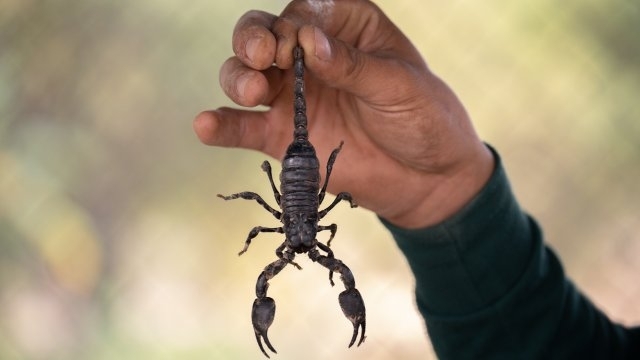 Учени изследват потенциала на отровата от скорпион за лечение на COVID-19