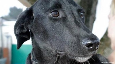 Едно българско куче, осиновено в германския град Бон, се превърна