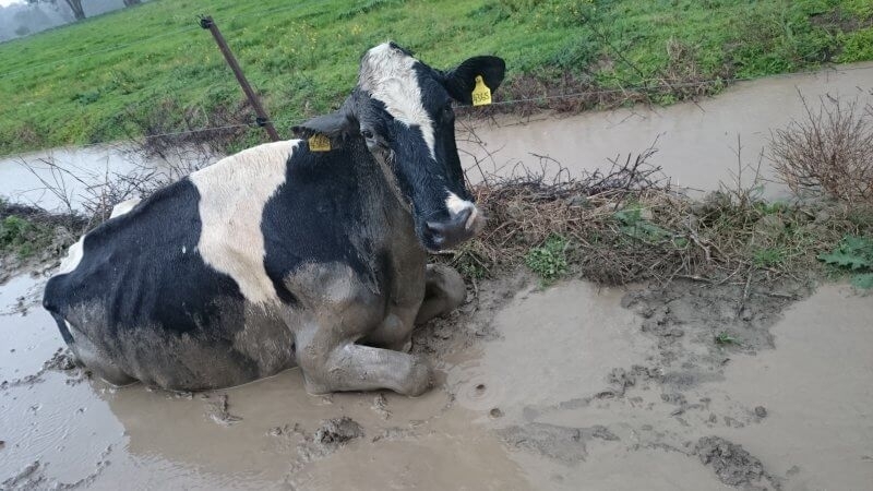 Пожарникарите в Лом извадиха затънала крава в калния бряг на