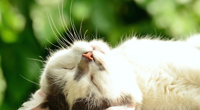 Мъж е гръмнал котката на съседа си това съобщиха от