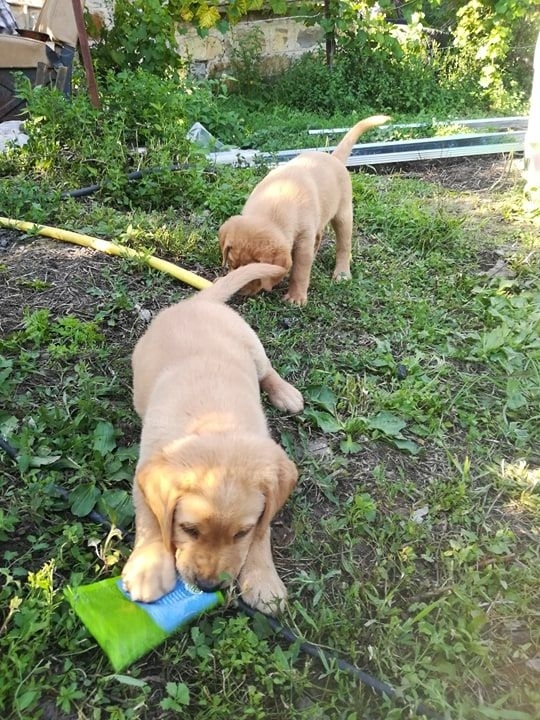 Хора от Монтанско молят за помощ Откраднати били кученцата им