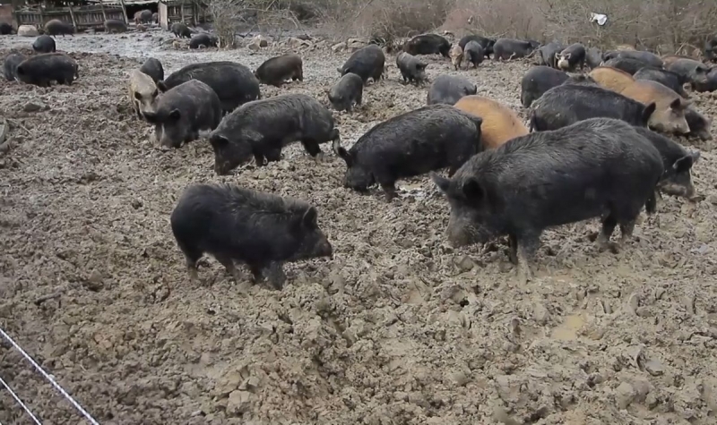 Българската агенция по безопасност на храните БАБХ констатира огнище на