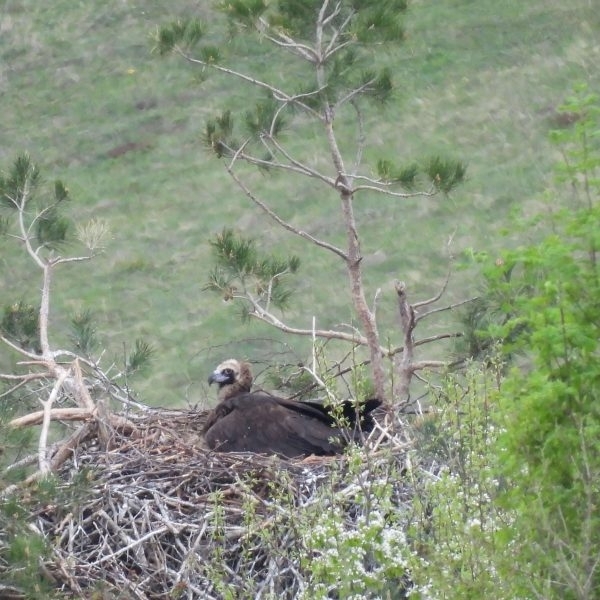 Три малки черни лешоядчета се появиха на бял свят тази