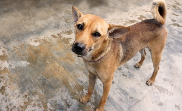 26 случая при които е причинена смъртта на животни или