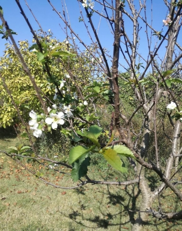 Аномалия при овощните дръвчета се случва във Врачанско научи BulNews bg