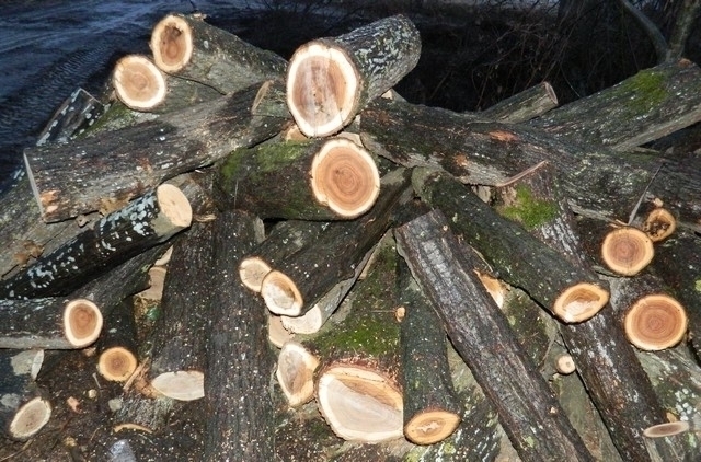 Крадени дърва бяха намерени в двора на къща във Врачанско