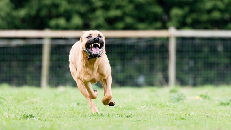 Кошмарен инцидент е станал вчера във Враца Разярен питбул е