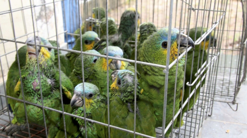 Властите в Одрин са заловили 589 птици по време на