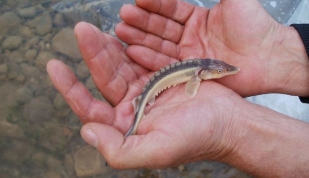 Първите от 20 те хиляди есетри които природозащитната организация WWF пусна