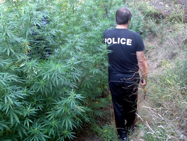 Полицаи намериха канабис в къща във врачанско село съобщиха от