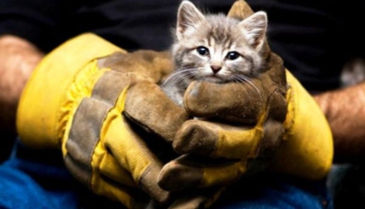 Монтански пожарникари са спасили малки котета научи агенция BulNews Спасителната акция