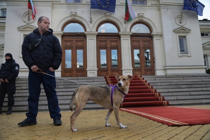 Кучето Фернанда отново посрещна депутатите пред Народното събрание както направи