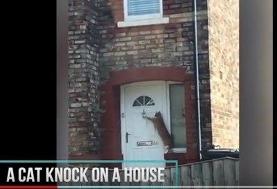 Британски автомобилист случайно засне най възпитаната котка в света която