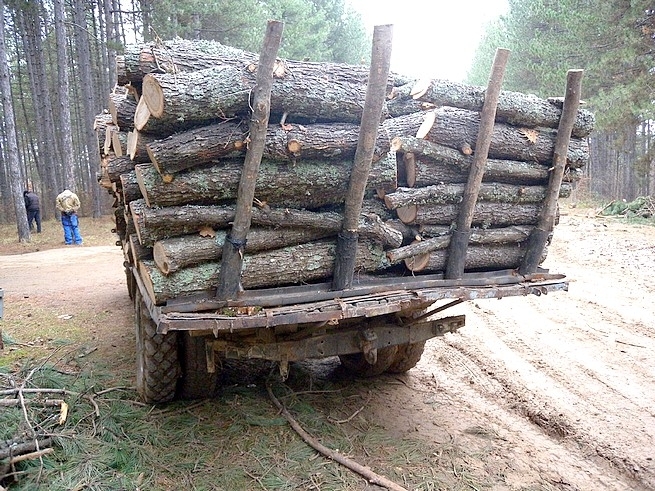 ​Жител на село Макреш е задържан за незаконна сеч На