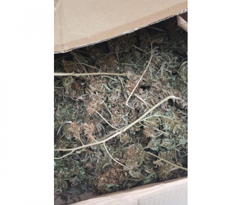 Иззеха над 350 кг канабис след спецакция в Бобошево съобщиха