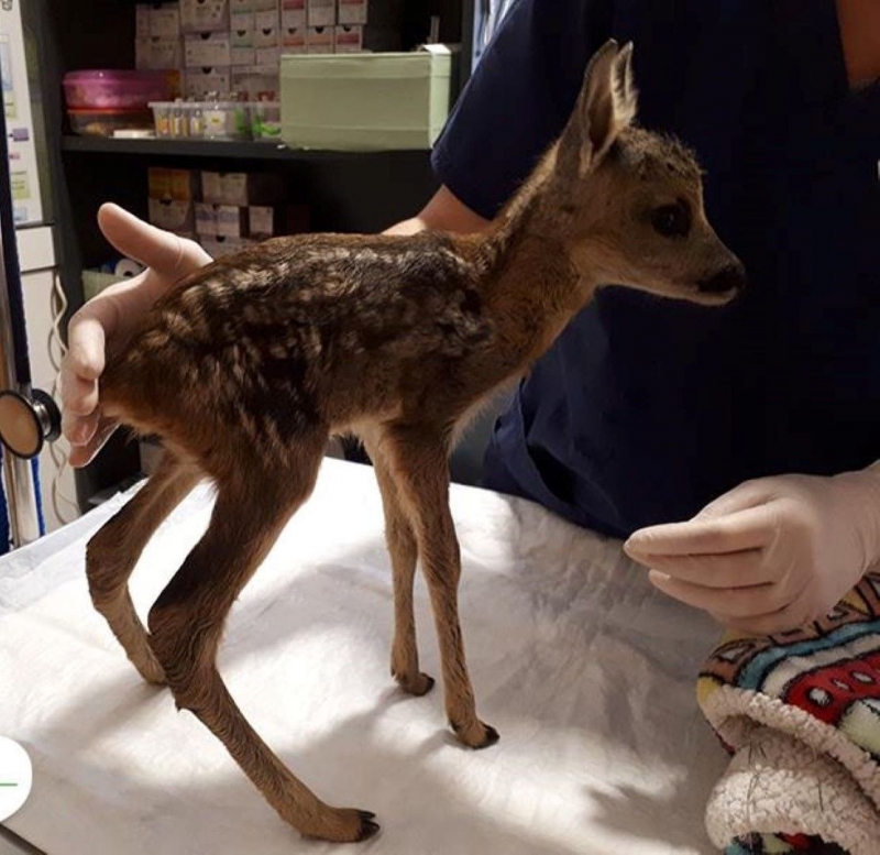 Неизвестни мъже са се опитали да продават новородена сърничка пъхната