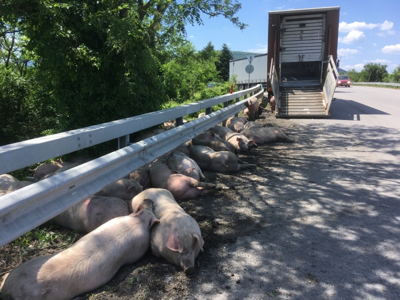 Камион превозващ прасета се преобърна на автомагистрала Тракия в посока