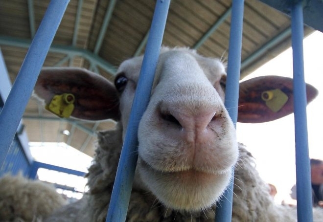 Две агнета задигна апаш от къща във Врачанско съобщиха от