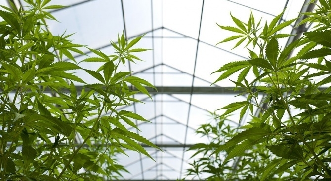 Полицията е задържала трима мъже отглеждали 300 растения канабис в