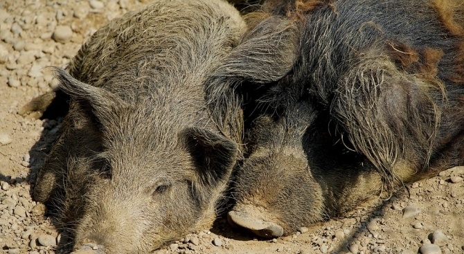 Нов случай на заразено с африканска чума диво прасе е