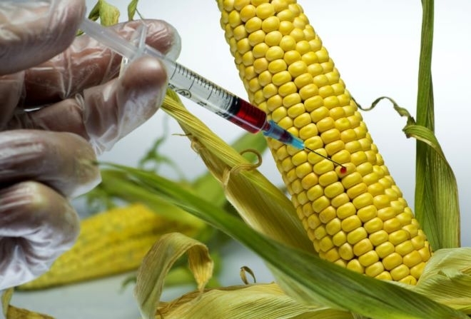 Австрия се съпротивлява срещу новите ГМО които Брюксел иска да