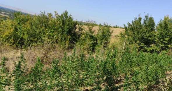 Задонские нивы черноземного края