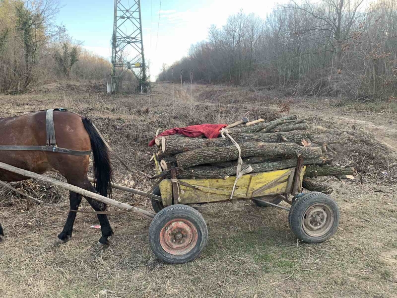 Спипаха бракониери с каруци незаконни дърва във Видинско