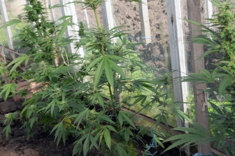 Отглеждане и разпространение на канабис е разкрила полицията в Сливен