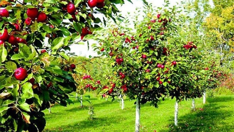 Община Георги Дамяново предлага земеделски имоти за развитие на овощни градини