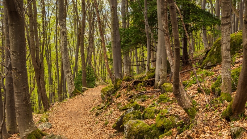 От днес официално са позволени разходките в природен парк Витоша