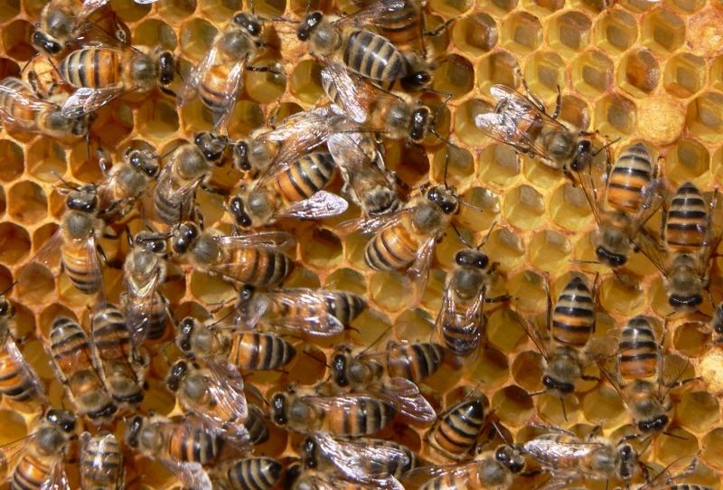 Френски учени тренираха пчели да събират и изваждат цветни фигури