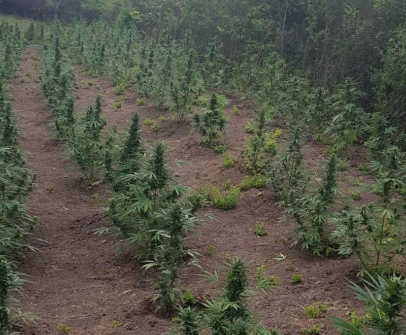 Откриха 343 растения канабис край Меричлери съобщиха от прокуратурата На 6