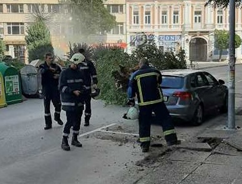 Дървета се строполиха върху коли във Видин, щетите са големи /снимки/