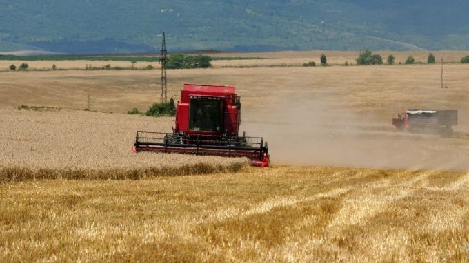 С около 30% по-слаби добиви на пшеница очакват зърнопроизводителите в
