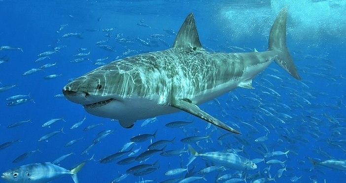 Акула е убила чешки турист в Египет край курорт на Червено море