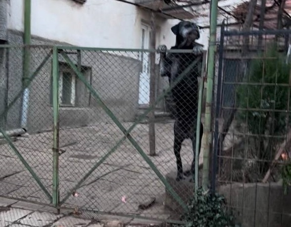 Агресивни кучета тормозят жителите на улица във Враца научи агенция