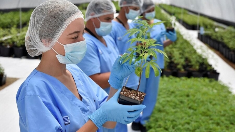 Колумбия отмени вчера забраната за износ на изсушен канабис за