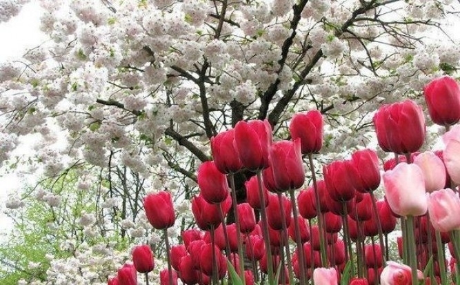 Ето с какво време ще посрещнем астрономическата пролет