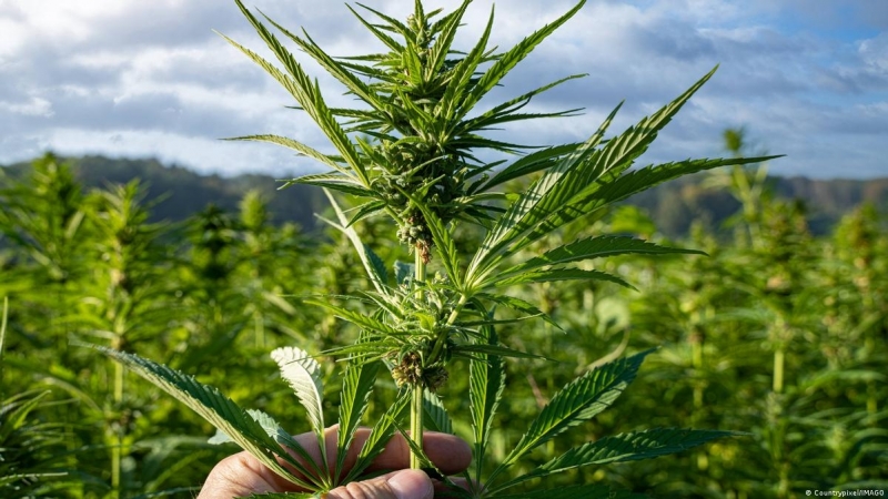 Ченгета са разбили нарко оранжерия и плантация при две проверки