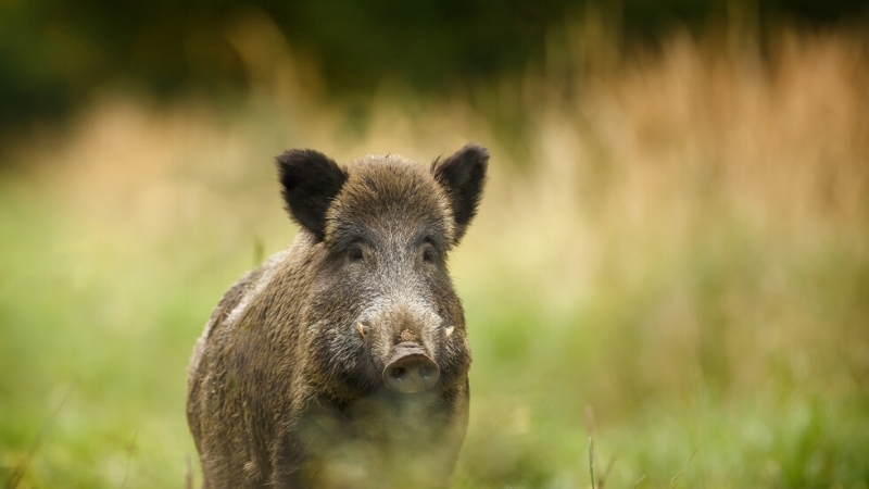 Нов случай на африканска чума по свинете е регистриран при