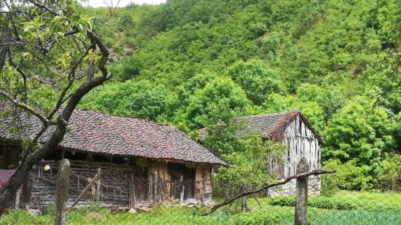 Мечка е забелязана в района на село Стакевци община Белоградчик